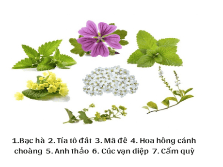 Thành phần kem nám Thanh Mộc Hương